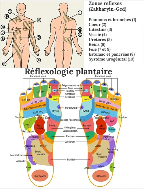 zones d'acupression et de reflexologie a sitmuler avec nos coussin plats d'acupression